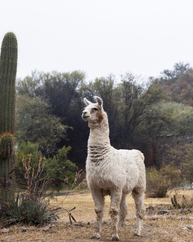 Llama El Shincal de Quimivil