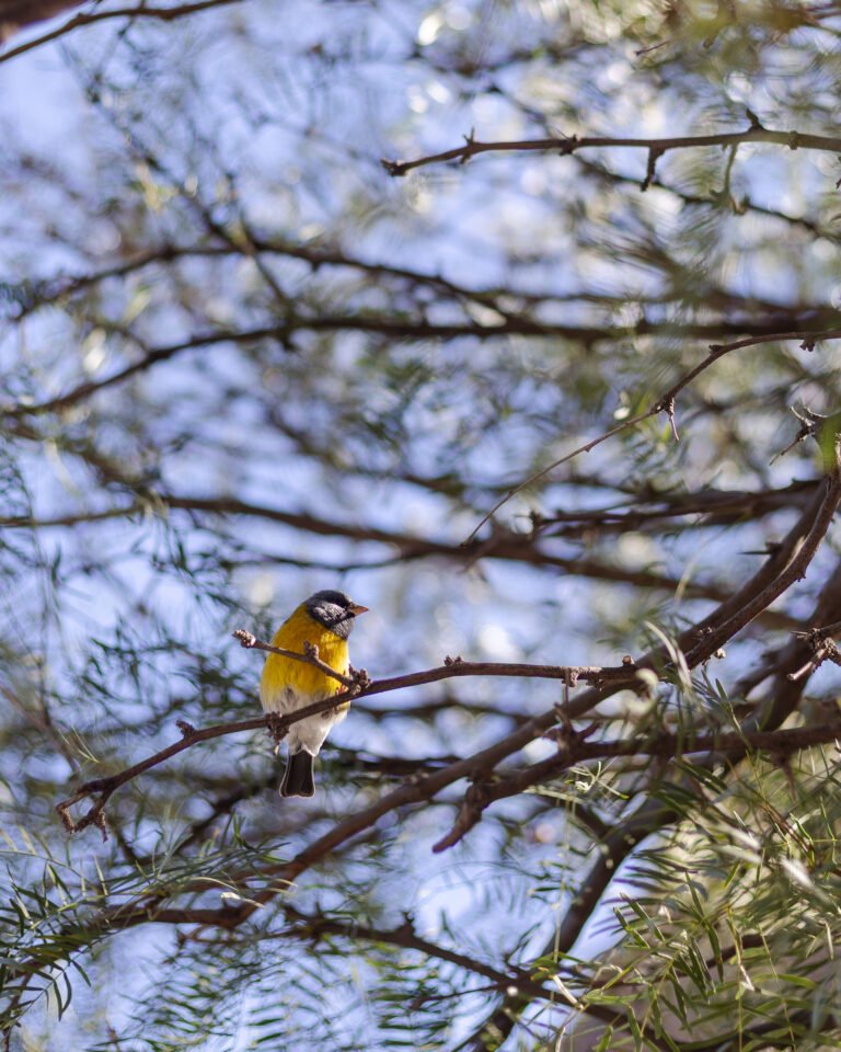 Pajarito en las termas de fiabala